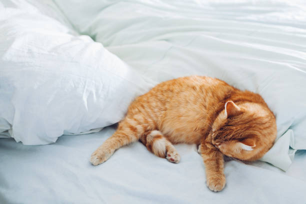 istock Ginger cat lying on empty bed at home in the morning. Pet cleaning itself 1129203547