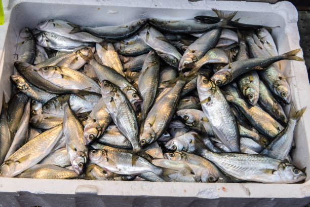 Basin of Bluefish (Pomatomus saltatrix)  for sale at a Turkish market. Basin of Bluefish (Pomatomus saltatrix)  for sale at a Turkish market. pomatomidae stock pictures, royalty-free photos & images
