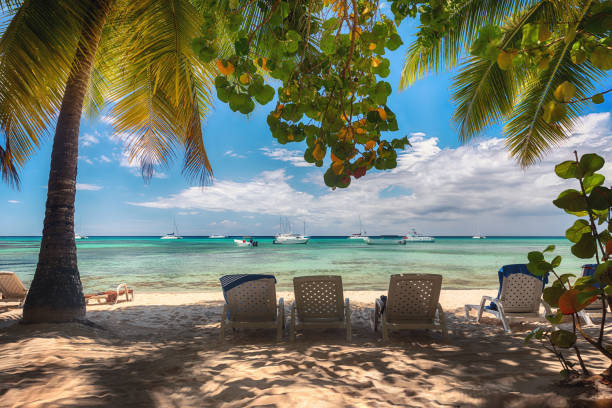 istock Palm tree, sun and blue sky, beautiful tropical background. Dominican Republic 1129204519