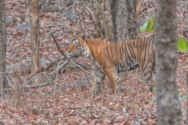 istock Bengal tiger walking in Rajasthan forest 1129204642