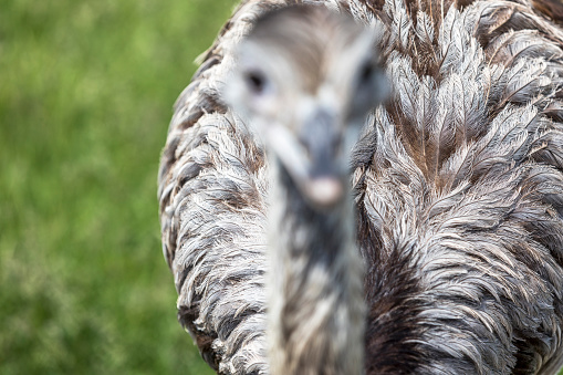 Close-up of a blur portrait of a Rhea Bird with the focus on the plumage details, at the zoo