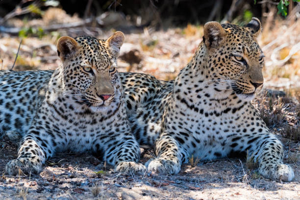 xikavi 女性と男性 mondzo - 母/息子ヒョウ - leopard kruger national park south africa africa ストックフォトと画像