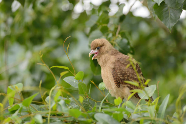 Chimango. Milvago Chimango. Chimango breeding coming out of the nest in the middle of nature. squab pigeon meat photos stock pictures, royalty-free photos & images