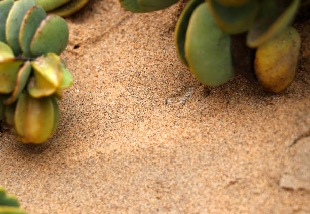 sandviper in the sand - Namibia Africa