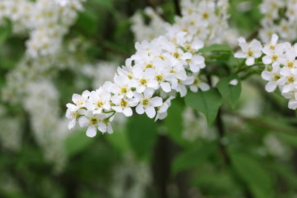 istock White flowers of bird cherry 1129206390