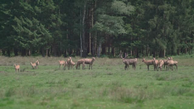 Herd of Pere David's deer (Davidshirsch) grazing on a meadow in front of a forest