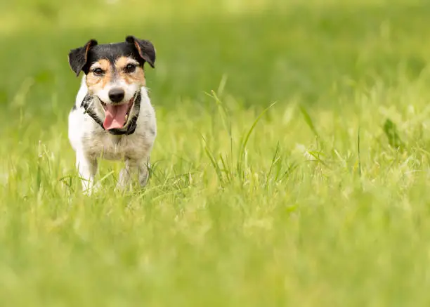 Cute small doggy stand in a green meadow in spring. Jack Russell Terrier Hound 8 years old