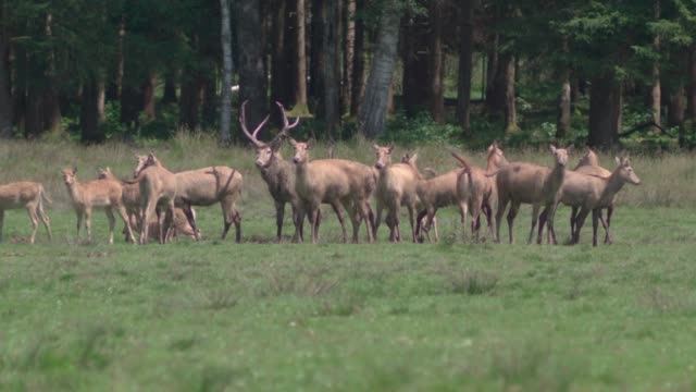 Herd of Pere David's deer (Davidshirsch) standing on a meadow in front of a forest