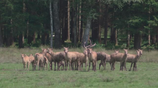 Herd of Pere David's deer (Davidshirsch) standing on a meadow in front of a forest