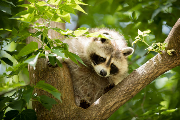 istock Raccoon at the Zoo 1129210790