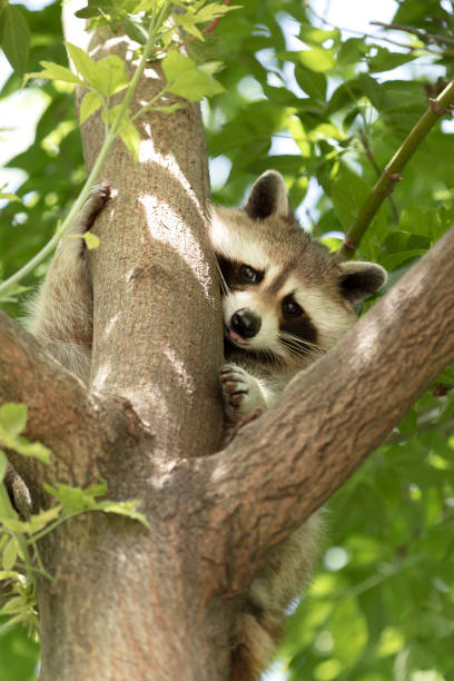 istock Raccoon at the Zoo 1129210868