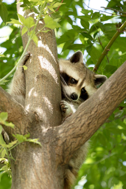 istock Raccoon at the Zoo 1129210900