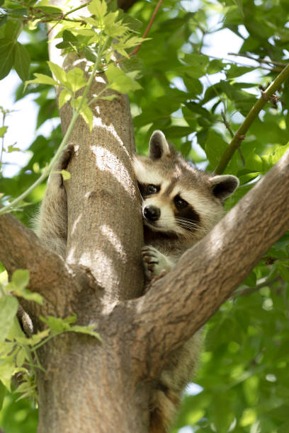 istock Raccoon at the Zoo 1129210901