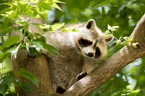 istock Raccoon at the Zoo 1129210903