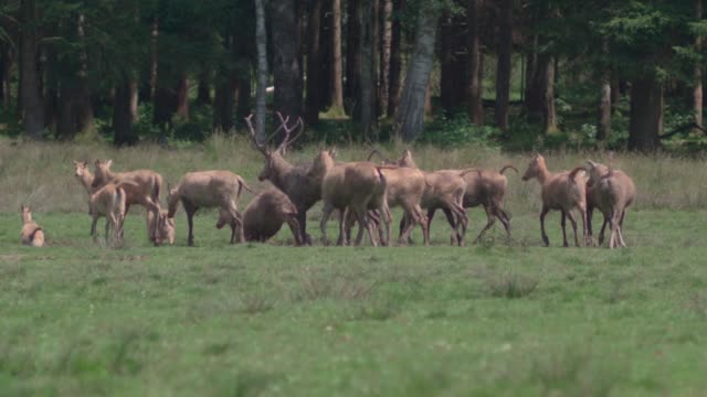 Herd of Pere David's deer (Davidshirsch) running on a meadow in front of a forest / Slow Motion
