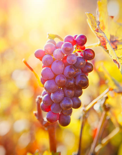 istock Bunch of grapes in sunrise light 1129211622