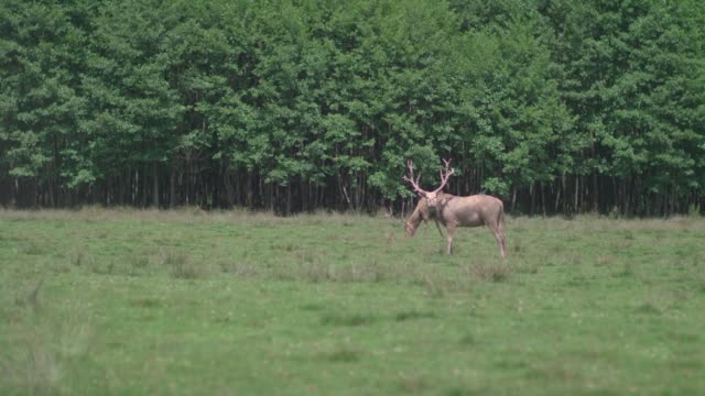 Pere David's deer (Davidshirsch) grazing on a meadow in front of a forest / Slow Motion