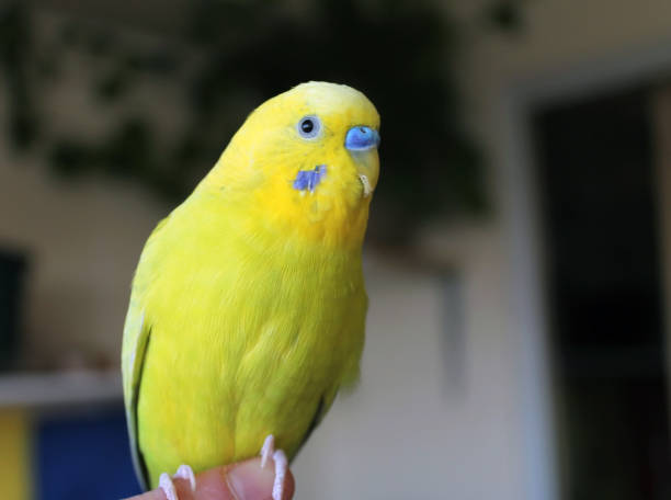 istock A beautiful yellow parrot stays on hand 1129211974
