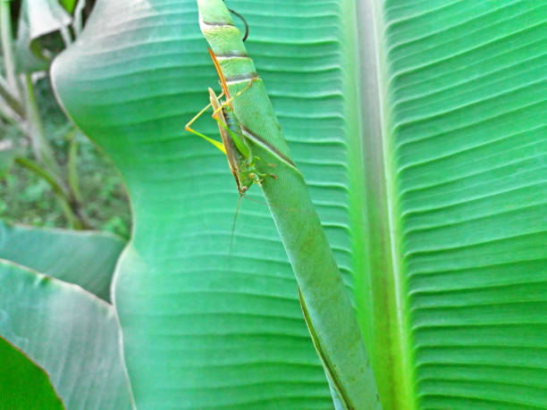 istock A grasshopper lives on a banana leaf 1129211991