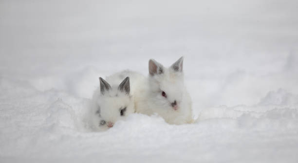 two rabbits in winter two rabbits in winter рождество stock pictures, royalty-free photos & images