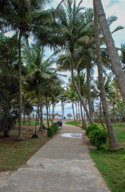 istock Access to the beach on the path through the palm 1129212904