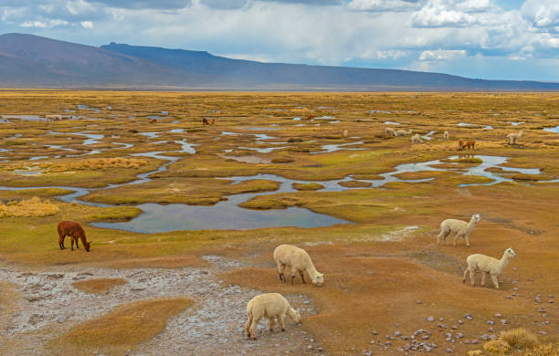istock Alpacas grazing in the Altiplano, Peru 1129213281