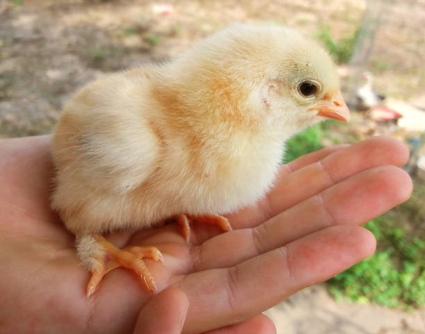 istock A nice baby chicken in the boy's hand 1129213432