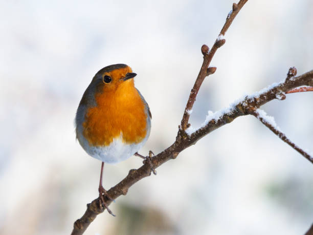 istock Robin Redbreast perched on a snowy branch. 1129213624