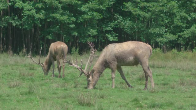 Pere David's deer (Davidshirsch) grazing on a meadow in front of a forest