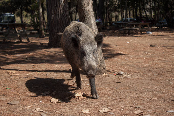 istock Big wild boar running between tourist in Turkey 1129213774
