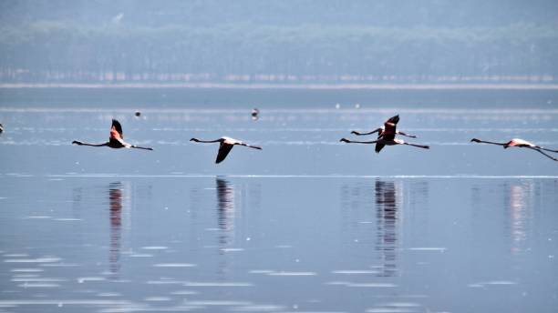 istock A view of some Flamingo's in flight 1129214388