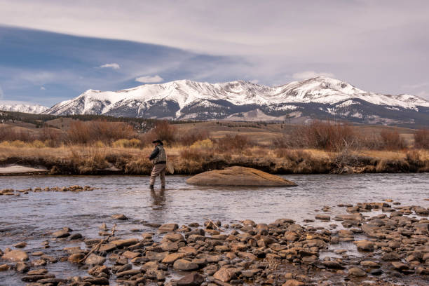 Middle Aged Woman Fly-Fishing in the Arkansas River in Colorado A middle-aged sports woman fly-fishing in the Arkansas River near Leadville, Colorado. leadville stock pictures, royalty-free photos & images
