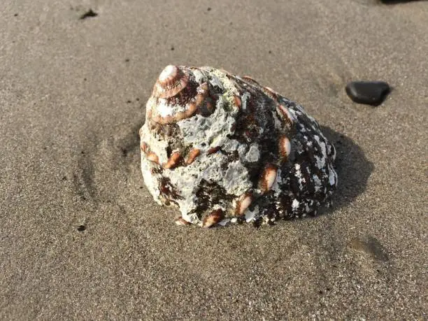Seasnail shell on the sand