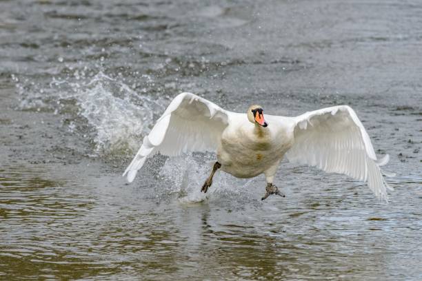 istock A swan taking off on the River Thames. 1129219625