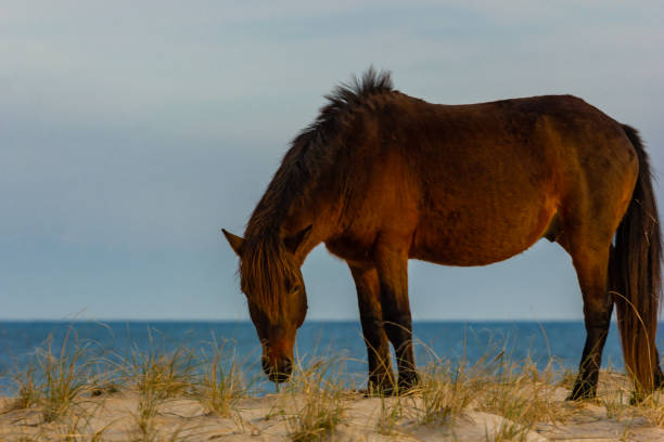 istock Wild ponies from Assateague Island 1129220862