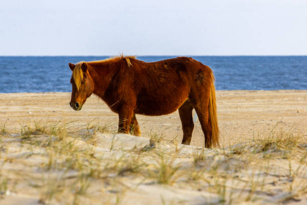 istock Wild ponies from Assateague Island 1129220863