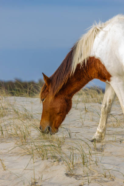 Beautiful Wild ponies from Assateague Island National Seashore in the sand dunes near Ocean city in the USA with the ocean in the background