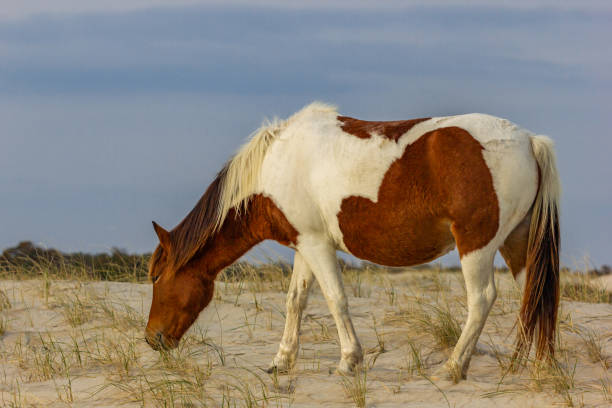 istock Wild ponies from Assateague Island 1129220972
