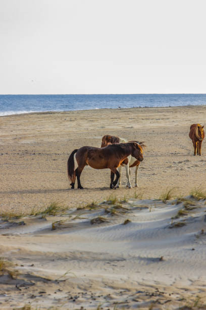 istock Wild ponies from Assateague Island 1129221212