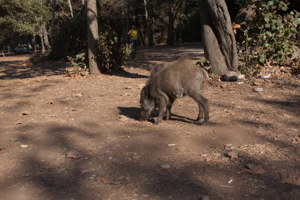 istock Big wild boar running between tourist in Turkey 1129221450
