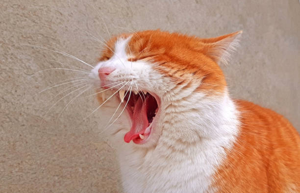 istock Yawning cat close up orange and white cat 1129221738