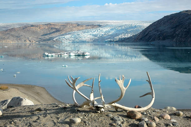 wild nature - arctic bay imagens e fotografias de stock