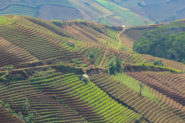 istock rice paddy field valley mountain tropical 1129221863