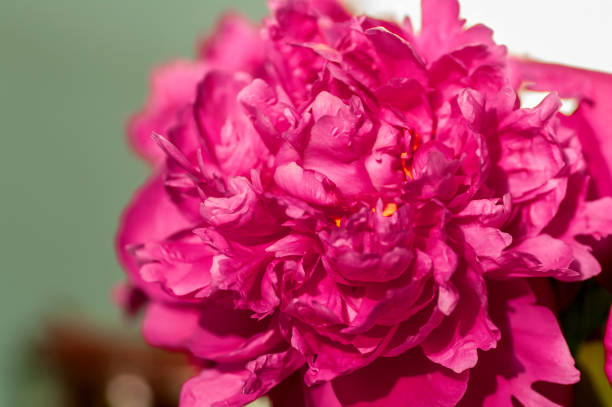istock purple peony flower close-up 1129222859