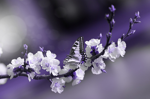 sitting stunning butterfly on a branch of cherry blossoming, in a purple shade