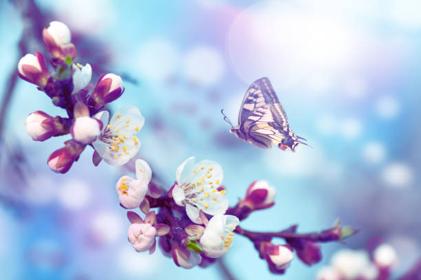 istock cherry tree flowers, butterfly flies on a flower, blue tint background 1129223253