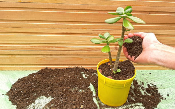 Repotting jade tree tree, add potting soil in the pot. Repotting jade tree tree, add potting soil in the pot jade plant stock pictures, royalty-free photos & images