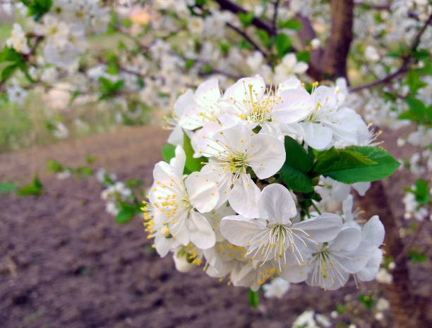 istock White Cherry tree blooming in the garden 1129225467