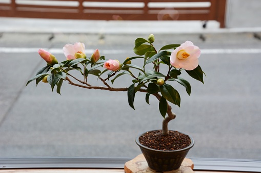 Winter flower Cmellia / Camellia japonica