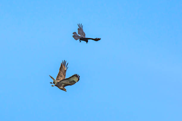 Birds in action.Crow protecting it's territory chasing hunting buzzard away.Birds in flight and blue sky in background.Animal behaviour.Beautiful nature Uk.Wildlife photography.